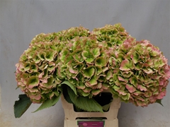 Hydr Verena Classic 60cm 22cm Ø
