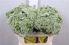 Ammi Visnaga 70cm