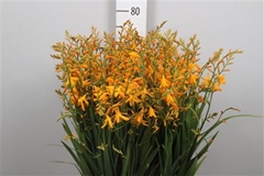 Crocos George Davids 65cm
