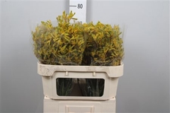 Anigoz Yellow Gem 80cm