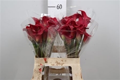 Zanted Red Charm 55cm