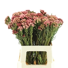 Brunia Laevis 60cm