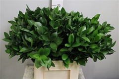 Ruscus Hypophyllum 70cm