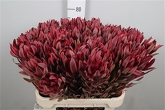 Leucad Jester 80cm