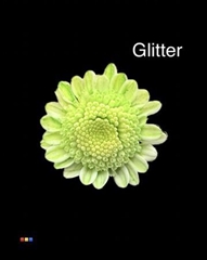 Chr T Stallion Dusty Green + Glit Bio