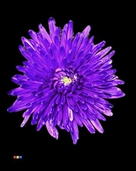 Chr G Topspin Milka