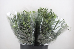 Euc Parvifolia P Bs 45cm 150gram