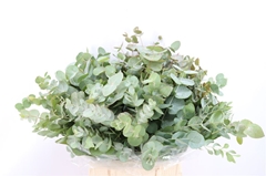 Euca Cinerea P Bunch 50cm 150gram