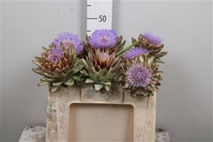 Cynara Sc Green Glob 50cm