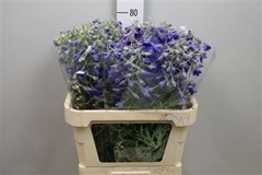 Delph En Volkerfried 80cm 23