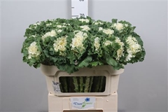 Brass Crane Ru White 70cm