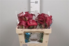 Zant Bordeaux Art 50cm