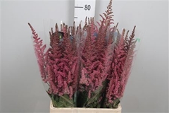 Astil Ch Vision Pink 75cm
