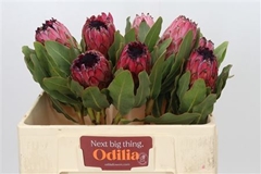Protea M Mount Queen 50cm