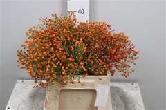 Rosa Prinsberry Oran 45cm