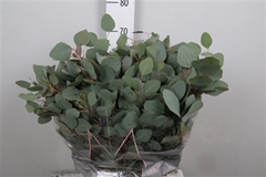 Euc Polyanthemo P Bs 70cm 300gram