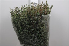 Euc Parvifolia P Bs 70cm 400gram