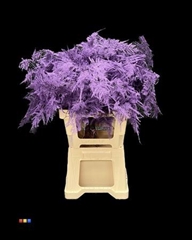 Asp Lang Purple