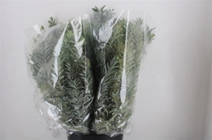 Acacia (MIMOSA) Bs 60cm 200gram