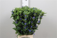 Gentiana Sky 80cm