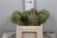 Cynara Sc Green Glob 50cm