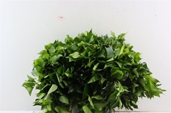 Hedera H Blad 50cm 400gram