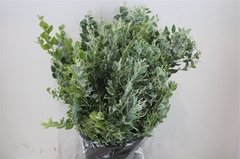 Acacia (MIMOSA) Bs 55cm 200gram
