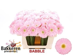Germini Babble 50cm 8cm Ø