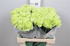 Di St Celtic Green 60cm 24