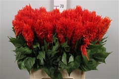 Cel P Century Fire 70cm
