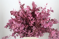 Euc Cin Klb P Bunch H% 70cm 150gram