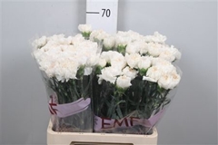 Di St Moon Golem 65cm 23