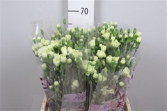 Di Tr Rascal Green 65cm 13