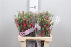 Di Tr Red Kiss 60cm 23