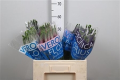 Veron Smart Pal Gem 60cm