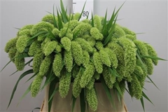 Seta Ital Volle Melk 80cm