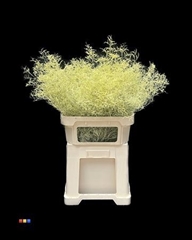 Limonium Creme
