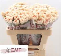 Di St Apple Tea 55cm 23