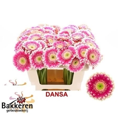 Germini Dansa 50cm 7cm Ø