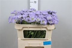 Scab C Danielle 65cm