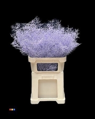 Limonium Light Purple