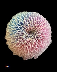 Chr S Dusty Bubblegum