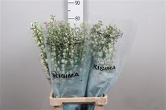 Delph El Guard White 80cm 34