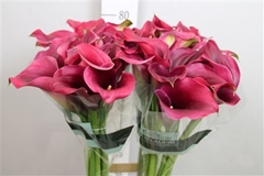 Zant Capt Promise 80cm