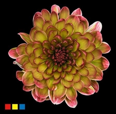 Chr T Altaj Hortensia