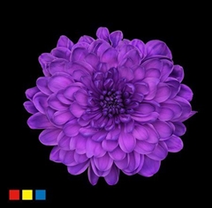 Chr T Altaj Milka