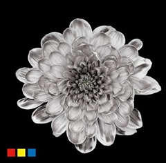 Chr T Altaj Grey