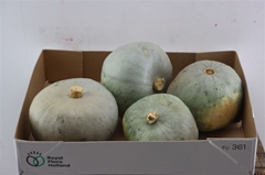 Cuc Pepo Kalebas Los 25cm