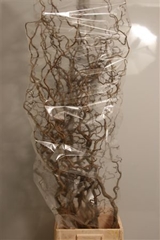 Coryl Av Contorta 150cm