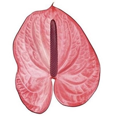 Anth A Candy-oost- 60cm 13cm Ø